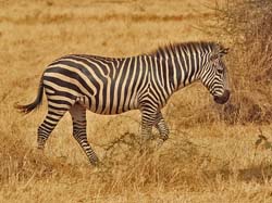 088-Zebra  5J8E7068