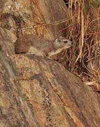 090-Rock Hyrax  5J8E7046
