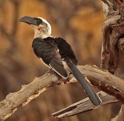 091-Von Der Deckens Hornbill  5J8E7041