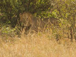 092-Lion  5J8E7056