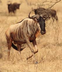 093-Wildebeest  5J8E7069