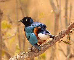 096-Superb Starling  5J8E7101