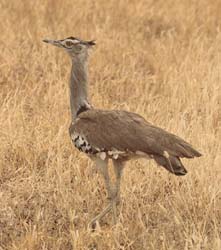 097-Kori Bustard   5J8E7246