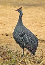 100-Crested Guineafowl  5J8E7153