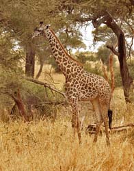 101-Giraffe  5J8E7160