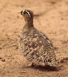 104-Double-banded Sandgrouse  5J8E7156