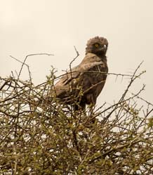 106-Brown Snake Eagle  5J8E7172