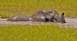 107-Elephant Bath  5J8E7214