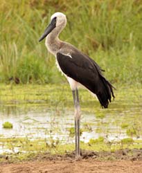 111-Young Stork  5J8E7240