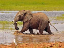 112-Elephant on the Run  5J8E7225