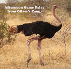 114-Afternoon Drive  Ostrich  5J8E7254