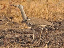 115-Kori Bustard  5J8E7258