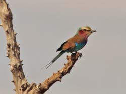 116-Lilac-breasted Roller  5J8E7261