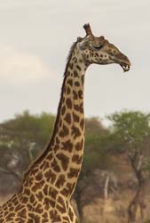117-Giraffe with Oxpecker  5J8E7268