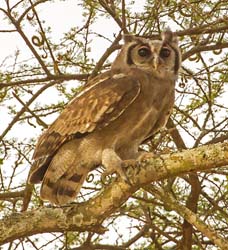 120-Verreauxs Eagle Owl  5J8E7284