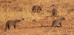 124-Banded Mongooses  5J8E7330