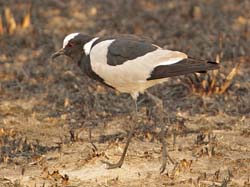 126-Blacksmith Lapwing  5J8E7343