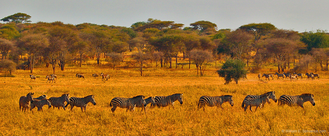 130-Zebra Herd 5J8E7394