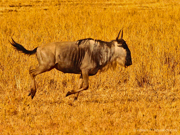 131-Wildebeest Running 5J8E7399
