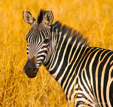 132-Zebra 5J8E7409