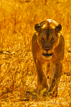133-Lioness 5J8E7428