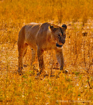 135-Lioness 5J8E7429
