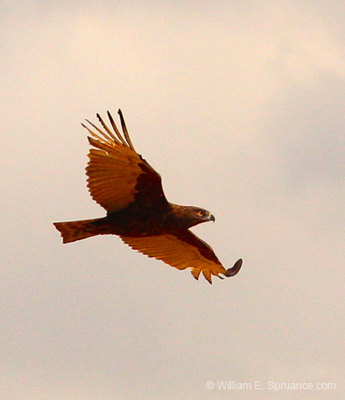 136-Brown Snake Eagle 5J8E7479