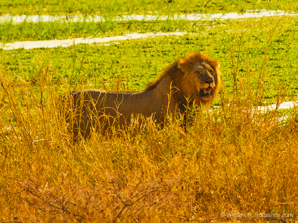 137-Lion 5J8E7436