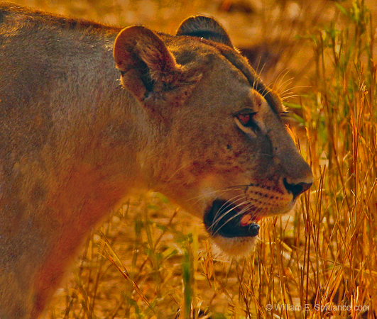 139-Lioness 5J8E7430