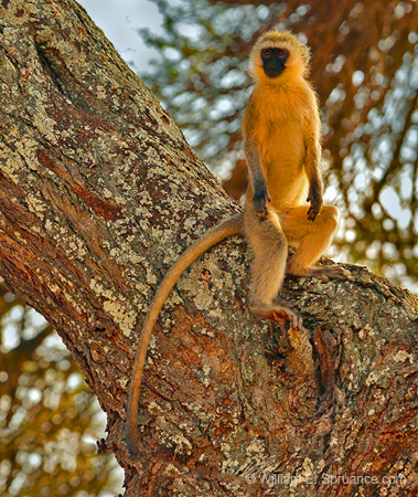 141-Vervet Monkey 5J8E7450
