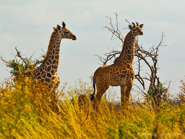 142-Giraffes 5J8E7460