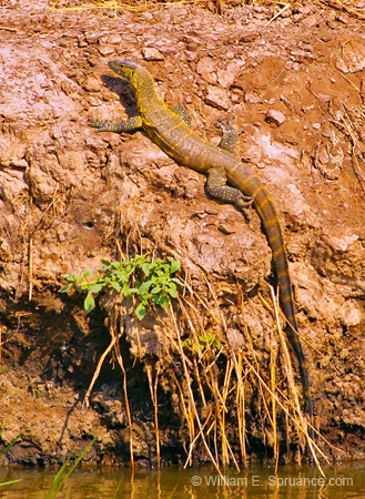 144-Nile Monitor Lizard 5J8E7465