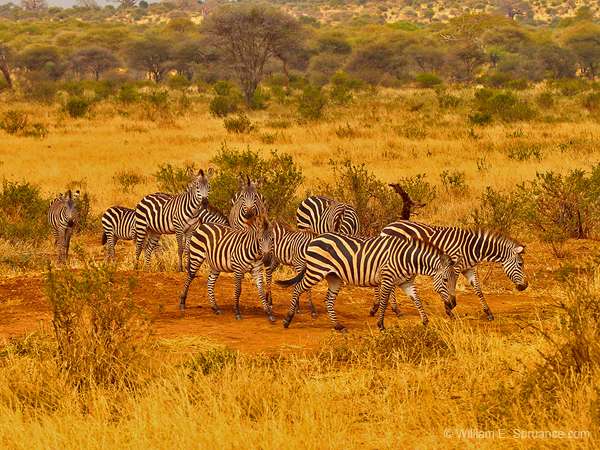 146-Zebras 5J8E7487