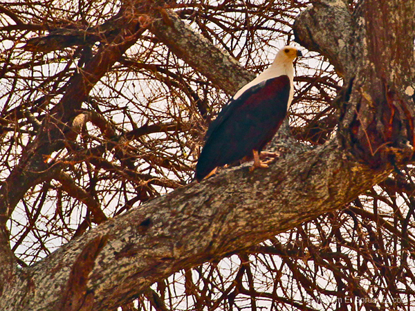 148-African Fish Eagle 5J8E7494