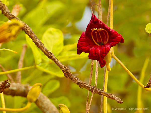 149-Sausage Tree Flower 5J8E7502