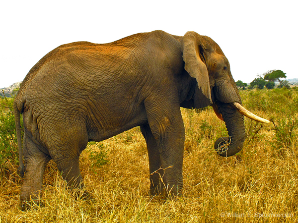 152-Elephant G11-3011