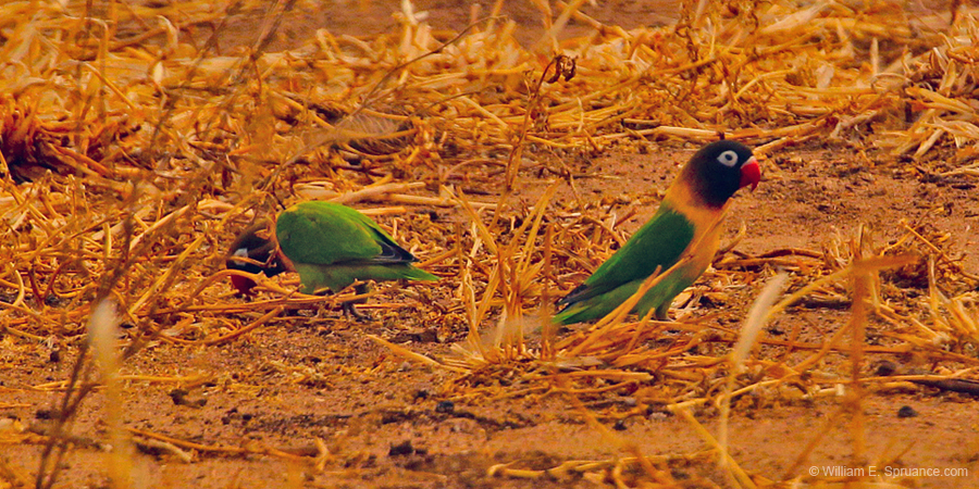 167-Yellow-collared Lovebird 5J8E7608