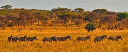130-Zebra Herd 5J8E7394