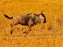 131-Wildebeest Running 5J8E7399