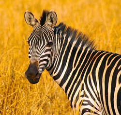 132-Zebra 5J8E7409