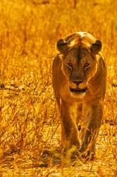 133-Lioness 5J8E7428