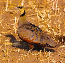 134-Yellow-throated Sandgrouse 5J8E7415