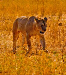 135-Lioness 5J8E7429