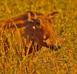 138-Warthog 5J8E7440