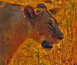 139-Lioness 5J8E7430