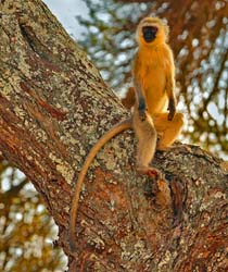 141-Vervet Monkey 5J8E7450