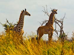 142-Giraffes 5J8E7460