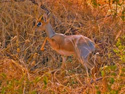 143-Kirks DikDik 5J8E7463