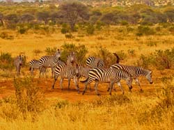 146-Zebras 5J8E7487