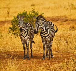 147-Zebras 5J8E7488